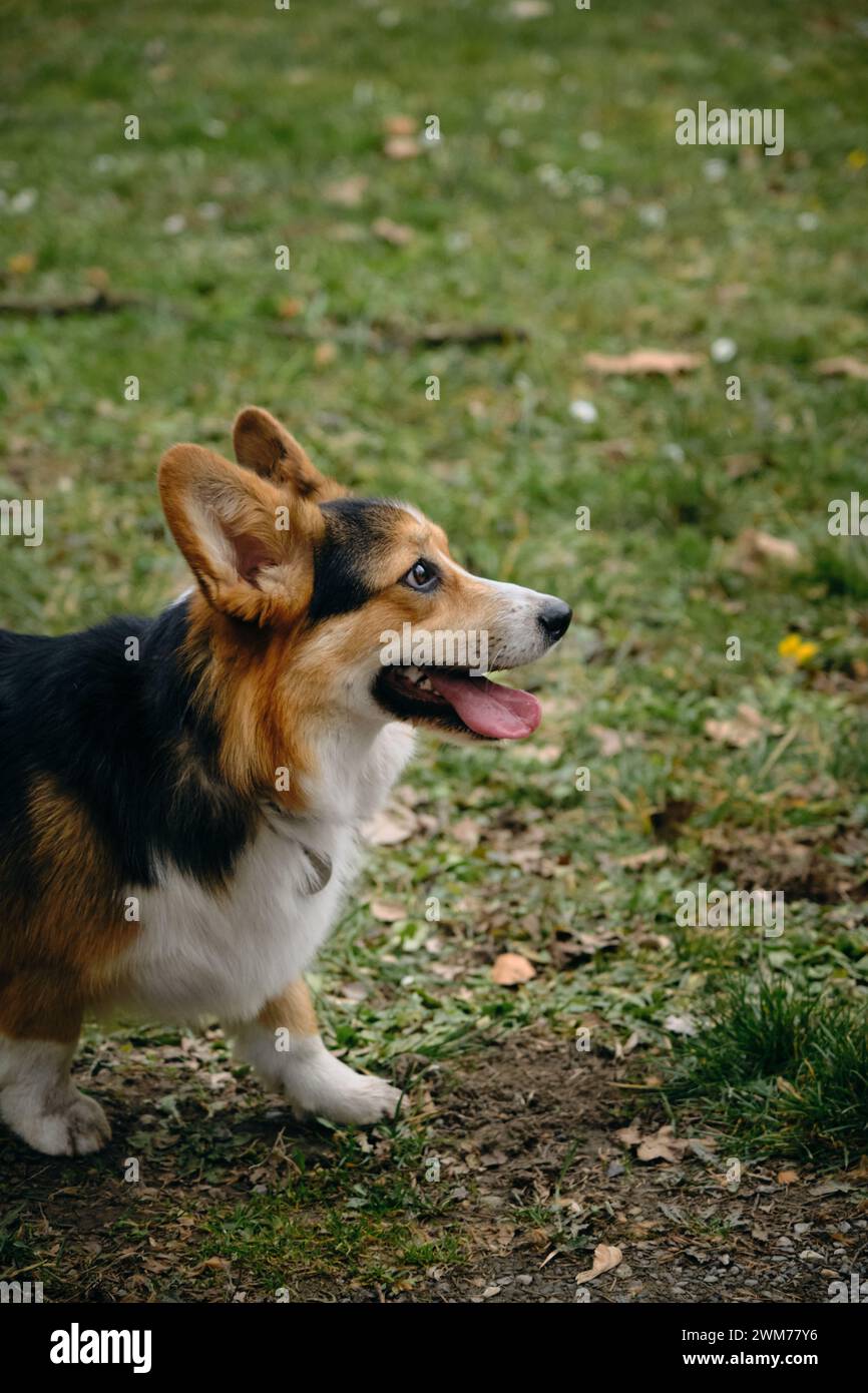 Der walisische Corgi ist ein kleiner Hirtenhund mit einem dreifarbigen Fell aus weißem, braunem und schwarzem Fell. Kleiner Hirte spaziert im Frühlingspark, Seitenporträt. Stockfoto