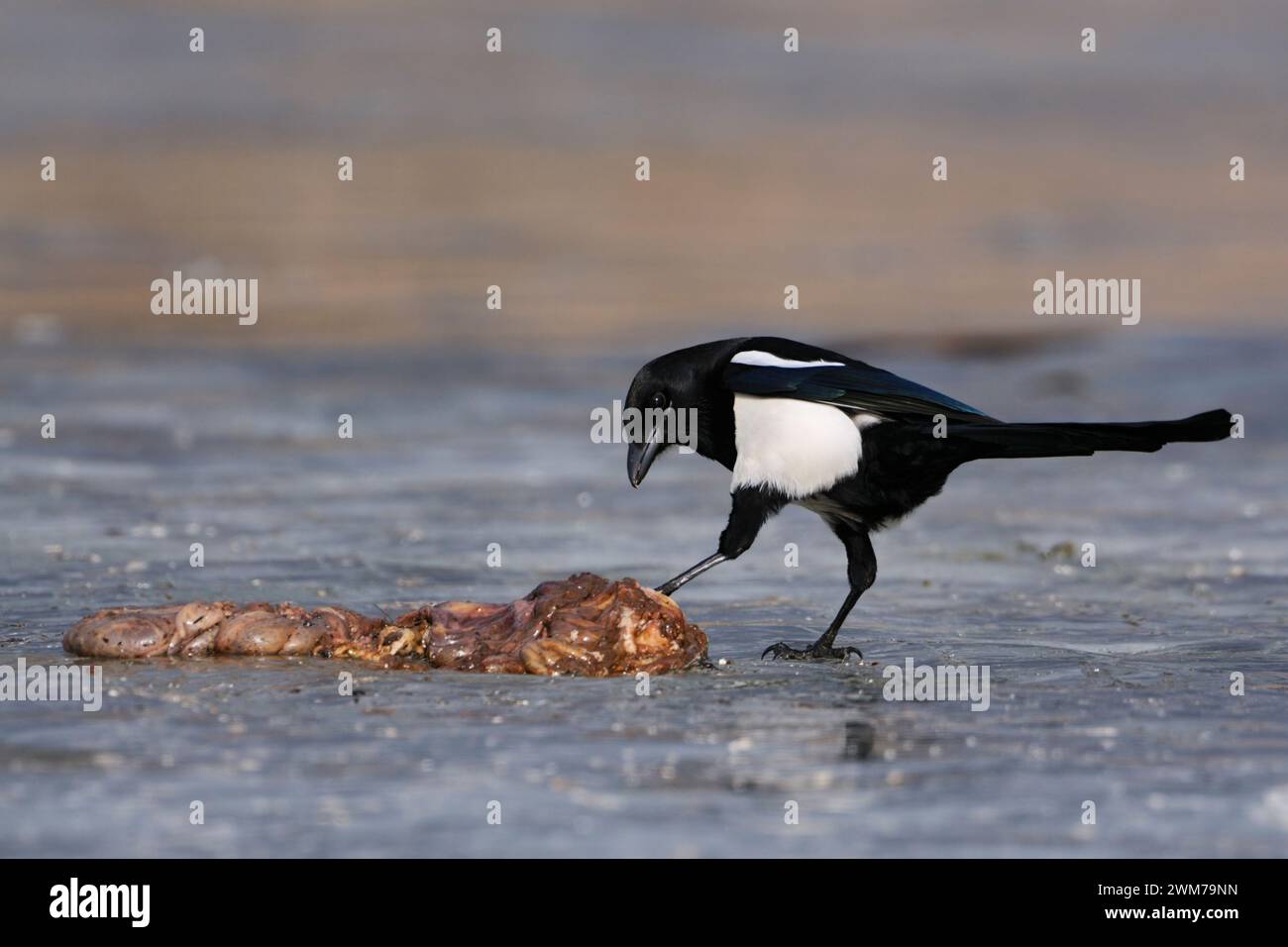 Eurasische Magpie ( Pica pica ) auf einem gefrorenen See mit etwas Aas, Kontrolle / Prüfung, Aas, Wildtiere, Europa. Stockfoto