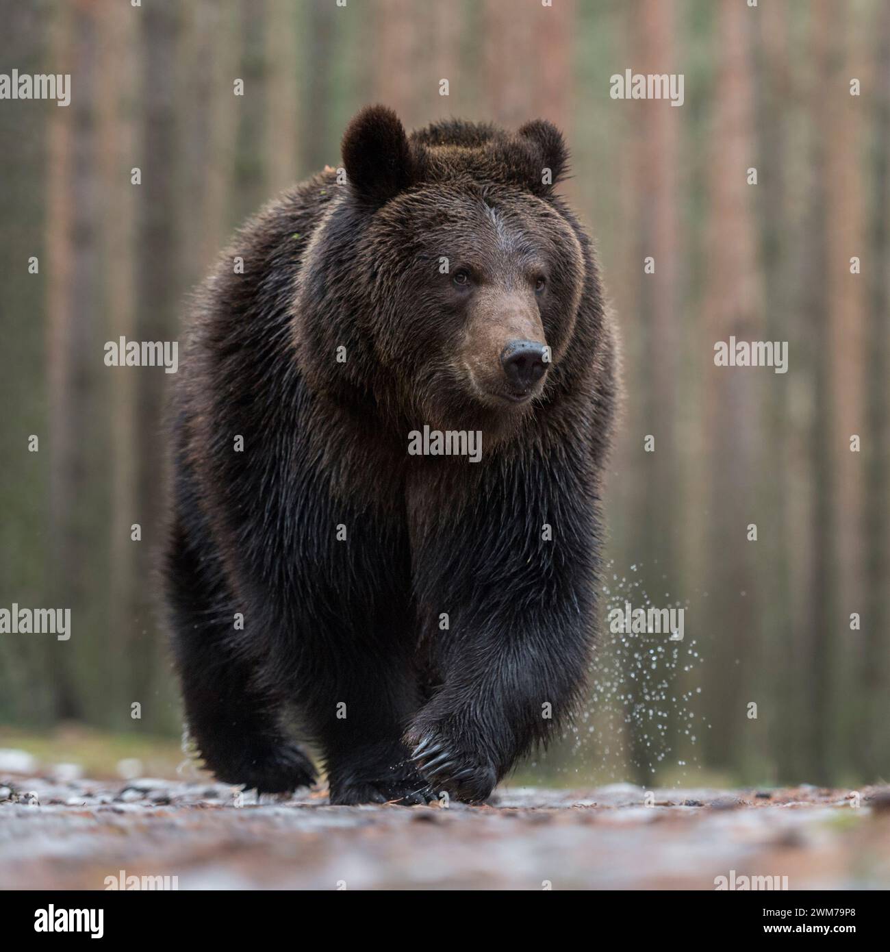 Braunbär ( Ursus arctos ) beim Gehen über nassen Boden, vor einem borealen Wald, beeindruckende Begegnung, Frontalaufnahme, Tiefblick, Europa. Stockfoto