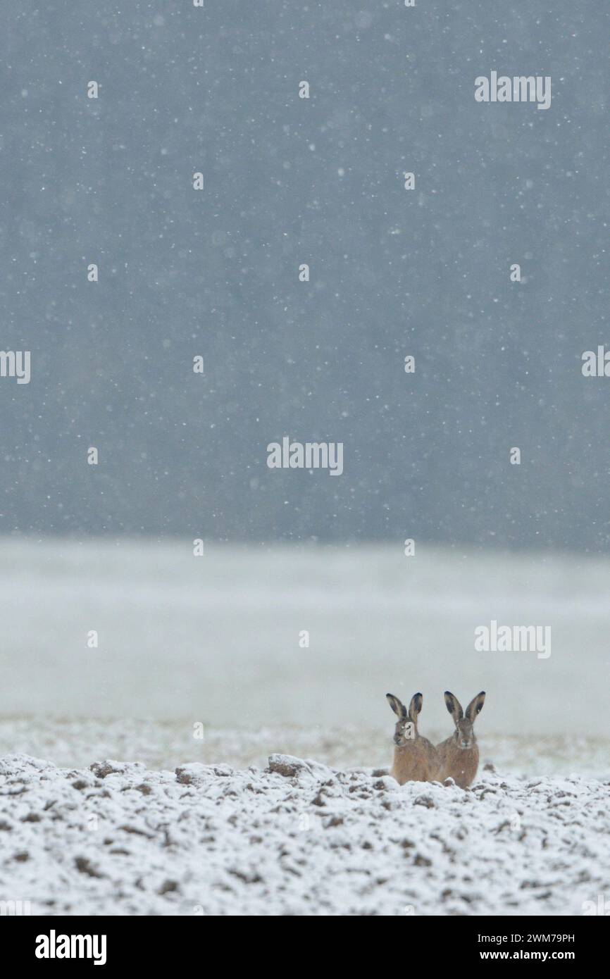 Lustige zwei Braunhasen / Europäische Hasen ( Lepus europaeus ) sitzen am Rand auf einem Feld, während Schnee fällt, warten auf besseres Wetter, Tierwelt, Euro Stockfoto