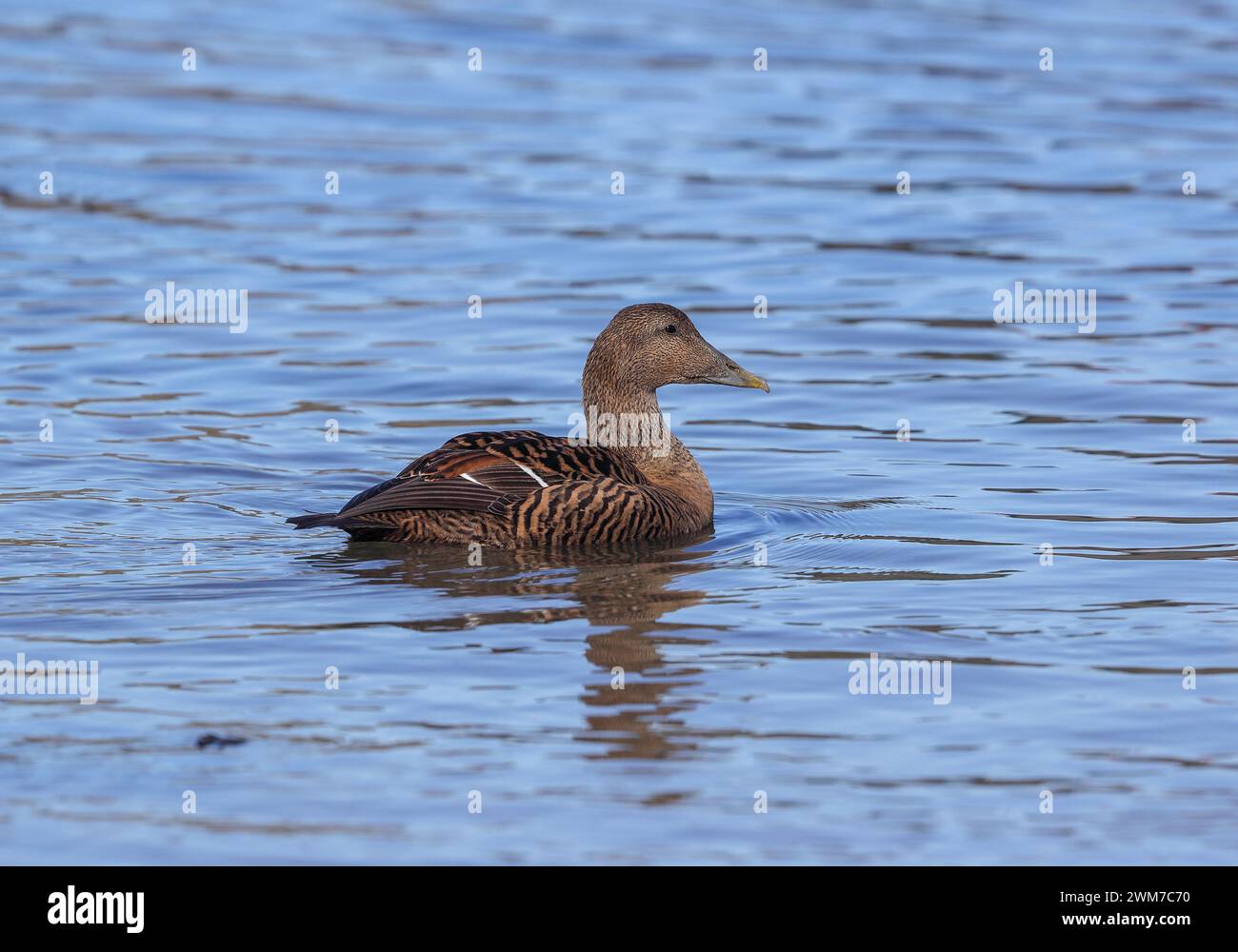 Weiblichen Eiderente Stockfoto