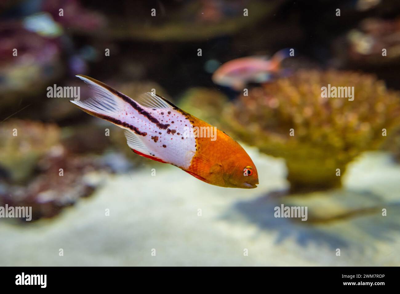 Horizontalfoto von Lyretail Hogfish Bodianus anthioides Stockfoto