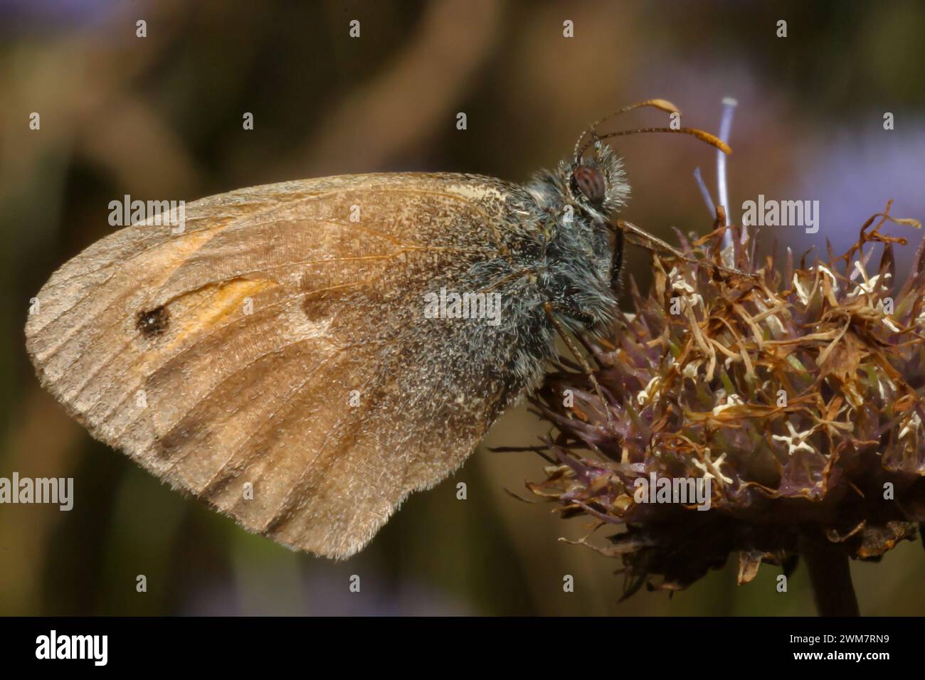 Brauner Schmetterling im Sommer auf der Wiese sitzt auf einer Blume, Nahaufnahme Stockfoto