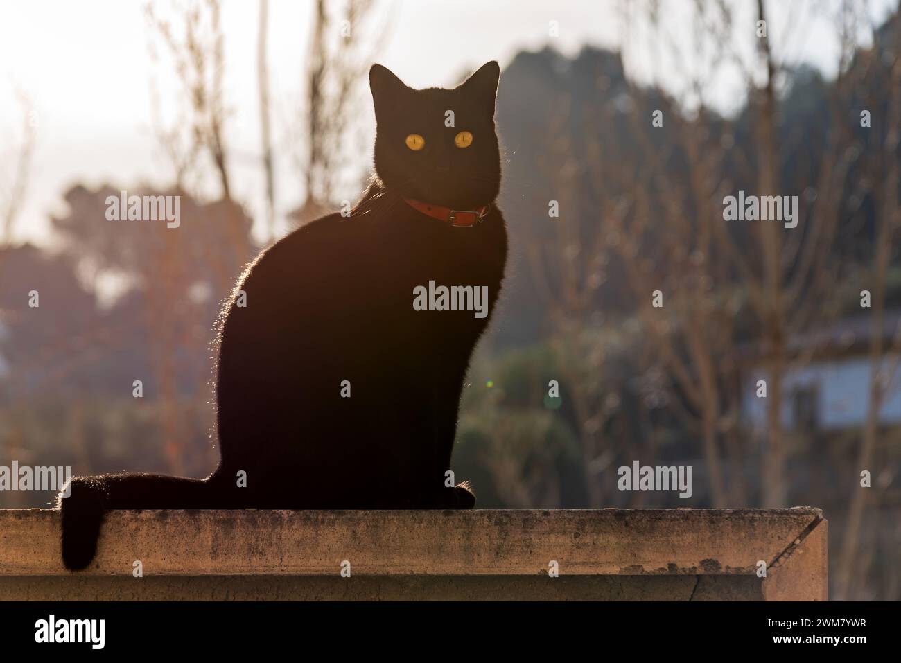 Schwarze Katze, die an einer Wand sitzt und nach vorne blickt. Stockfoto