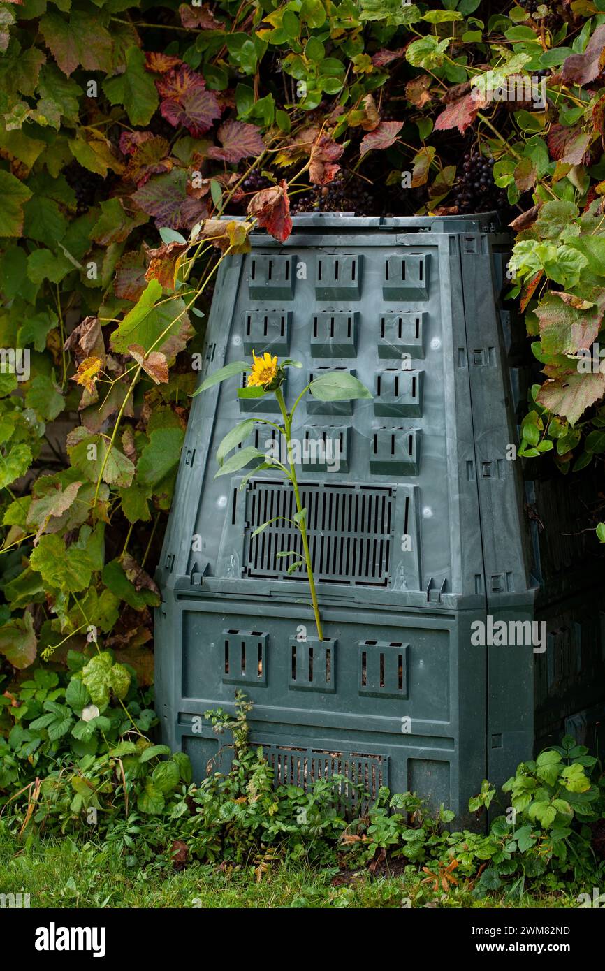 Sonnenblumen wachsen in einem Kompostbehälter aus Lebensmittelabfällen. Stockfoto