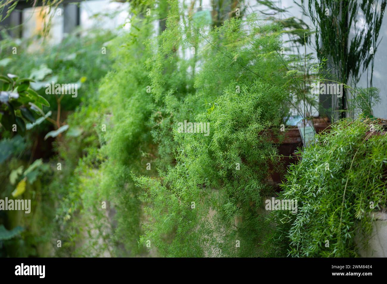 Fuchsschwanz farn -Fotos und -Bildmaterial in hoher Auflsung  Alamy