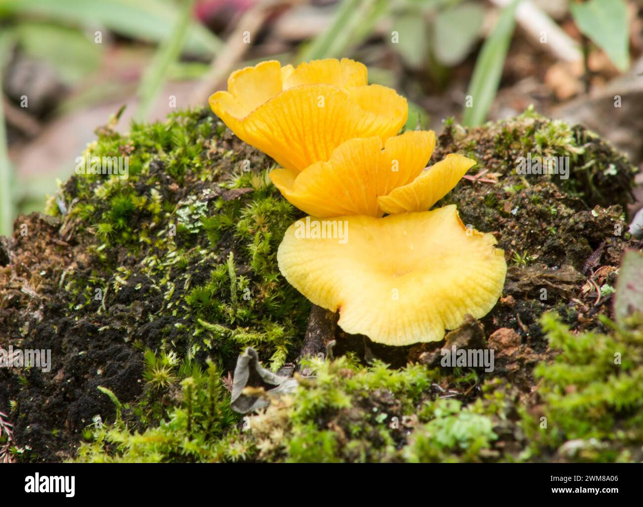 Gelbe Pilze, Cantharellus, Pilze auf einem verfallenden Baum Stockfoto