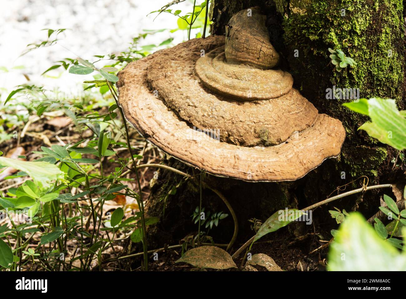 Bär Brotpilz (Ganoderma applanatum) auf einem faulen Baum Stockfoto
