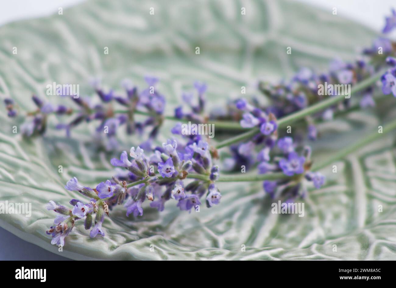 Lavendelblumenpflanze (Lavandula angustifolia) auf einer grünen Platte Stockfoto