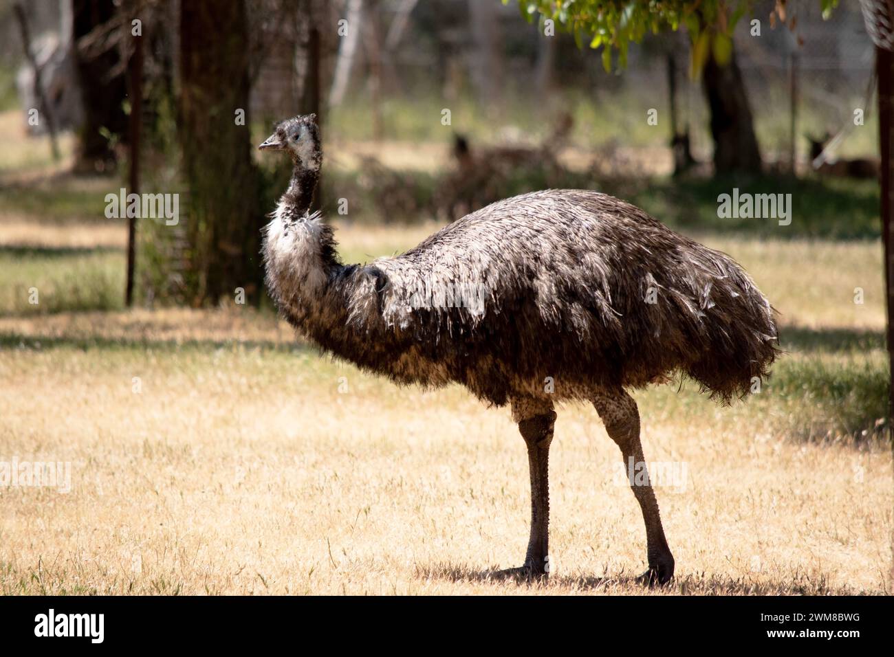 Emus sind mit primitiven Federn bedeckt, die dunkelbraun bis graubraun mit schwarzen Spitzen sind. Der Hals der EWU ist bläulich schwarz und meist federfrei Stockfoto