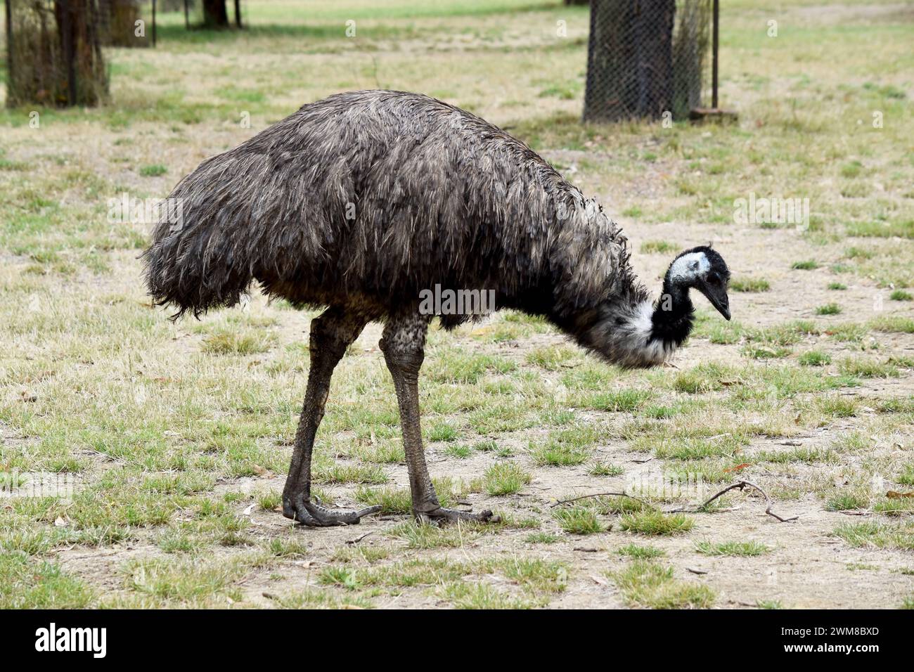 Emus sind mit primitiven Federn bedeckt, die dunkelbraun bis graubraun mit schwarzen Spitzen sind. Der Hals der EWU ist bläulich schwarz und meist federfrei. Stockfoto