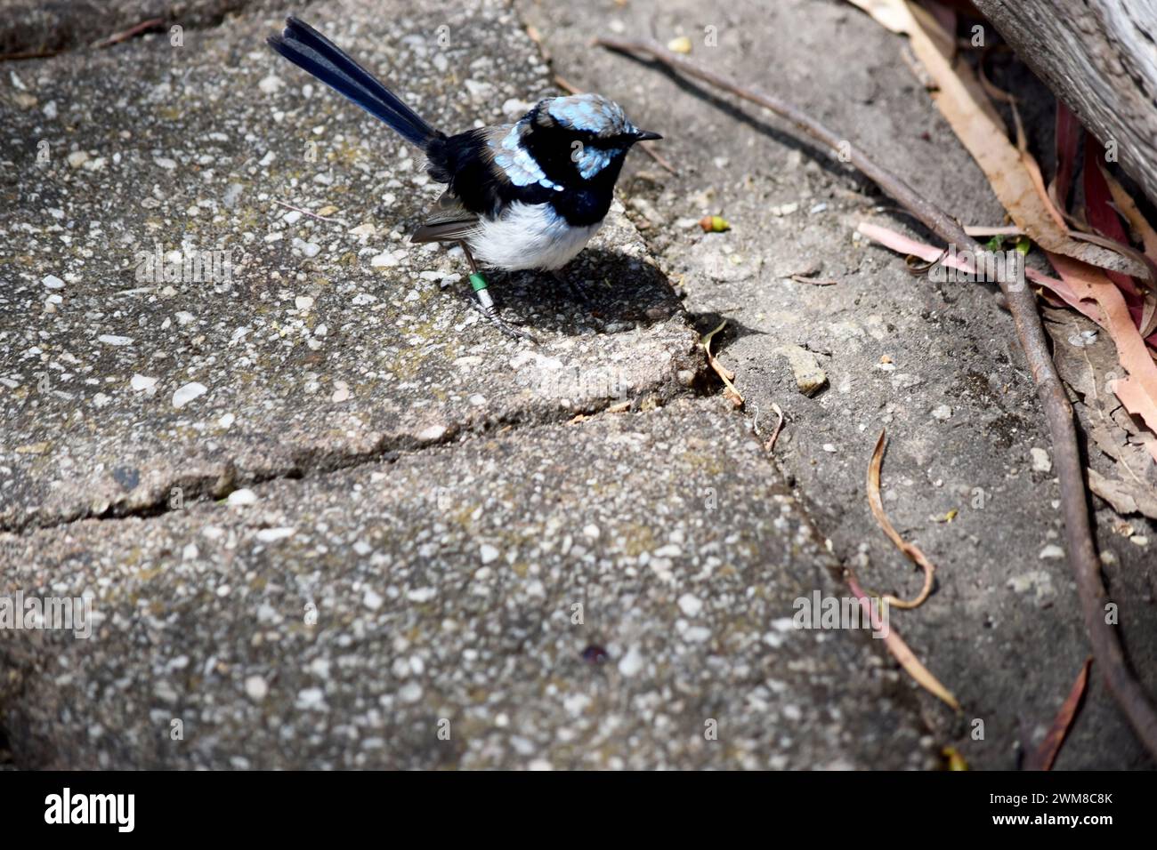 Männliche Feen haben kräftiges blaues und schwarzes Gefieder über und an der Kehle. Der Bauch ist grau-weiß und der Schein ist schwarz. Stockfoto