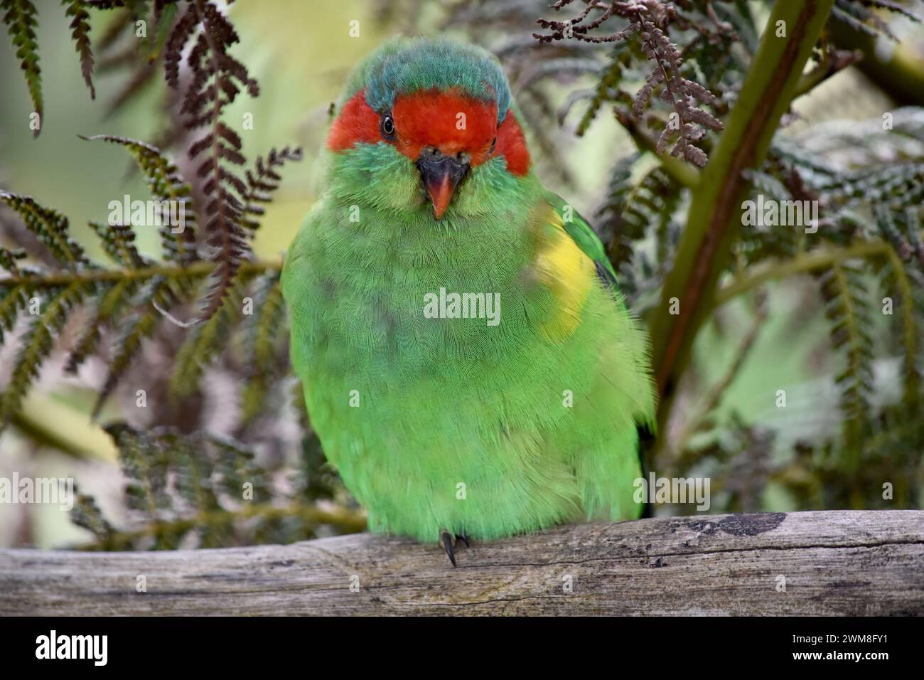 Der Moschuslorikeet ist hauptsächlich grün und wird durch seine rote Stirn, die blaue Krone und ein markantes gelbes Band auf seinem Flügel identifiziert. Stockfoto