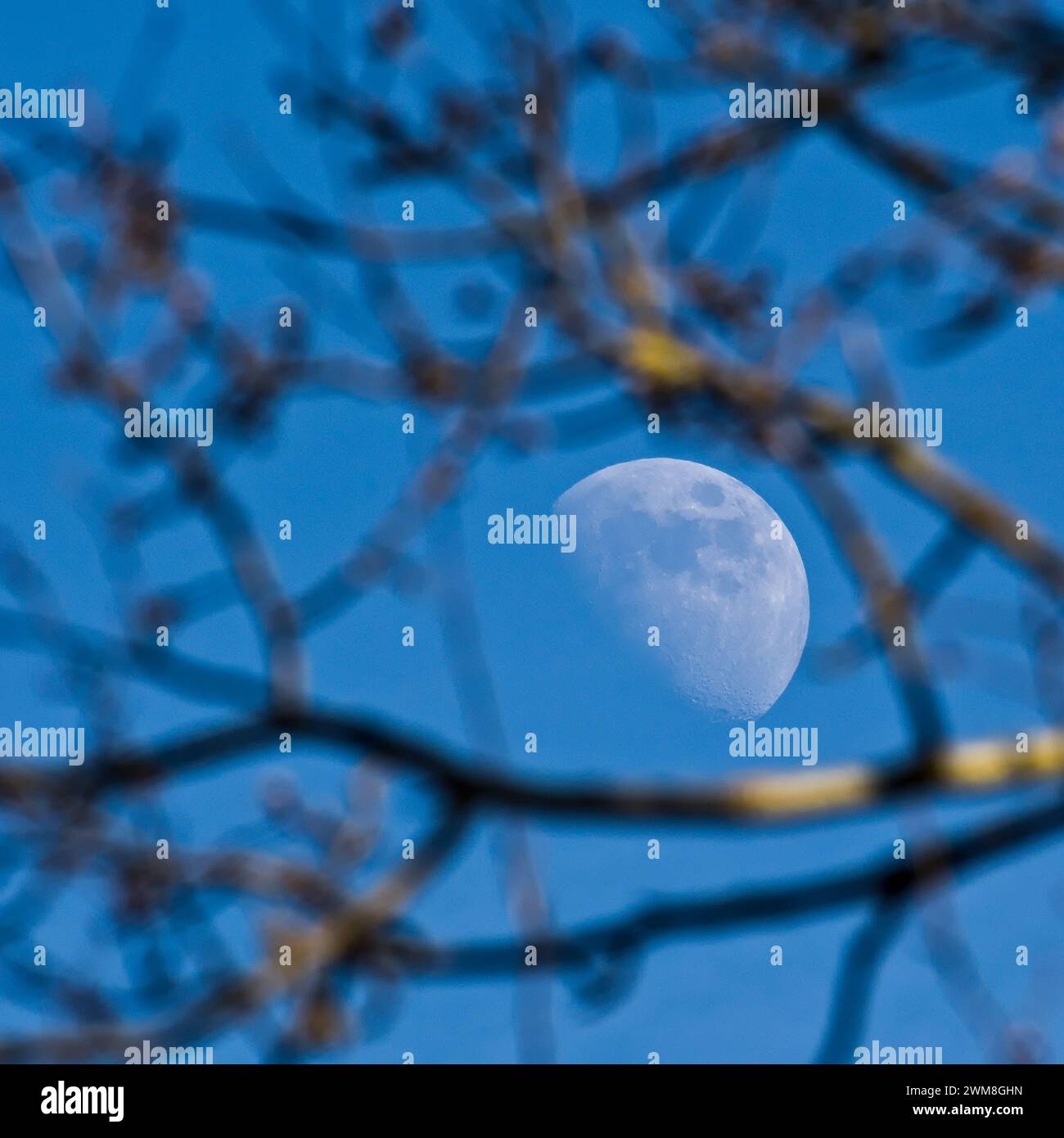 Mond hinter dem Baum. Abstrakte Fotografie des Mondes am blauen Himmel. Stockfoto