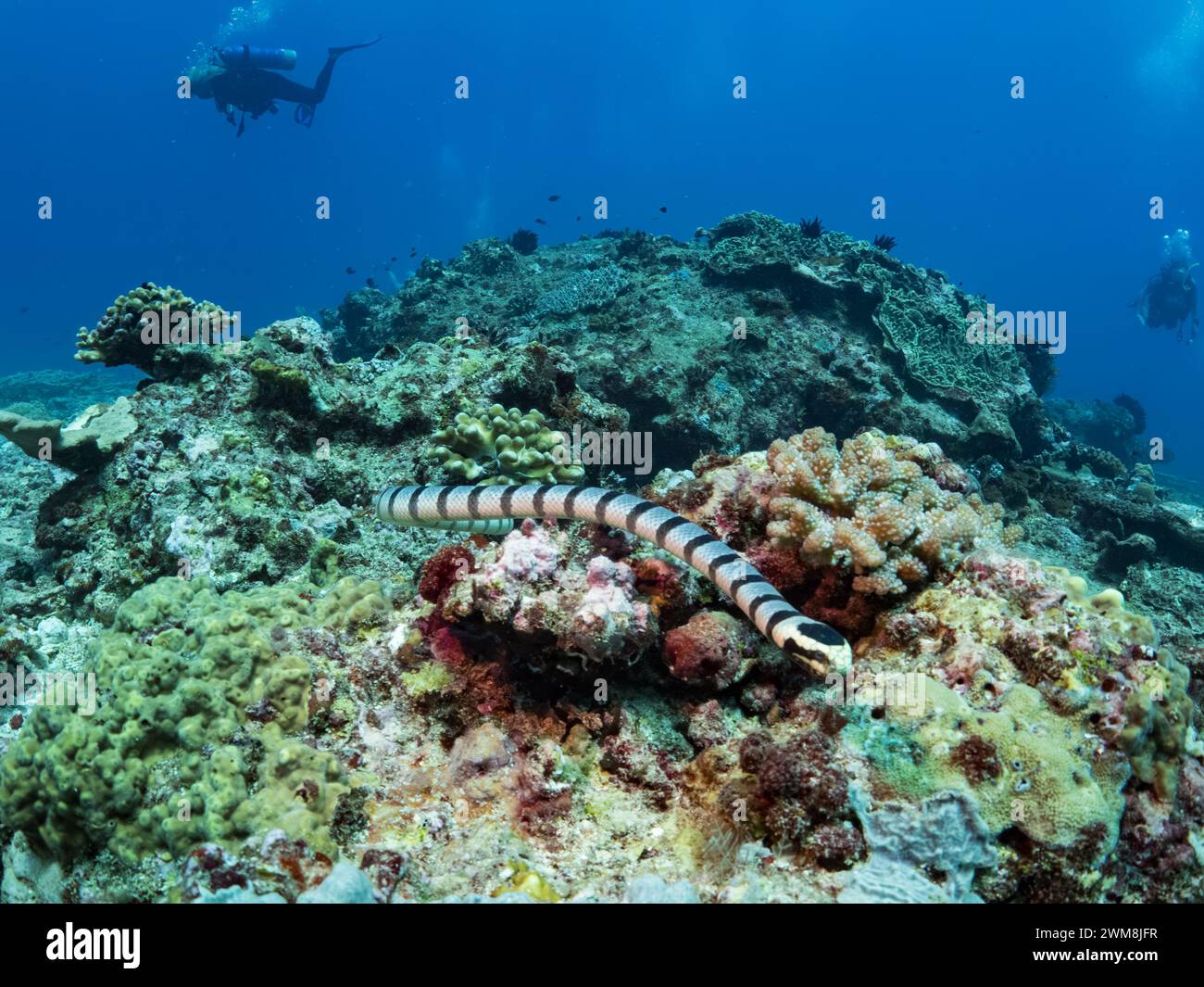 Banded Sea Krait, Laticauda, eine giftige Seeschlange im südpazifik der Salomonen Stockfoto