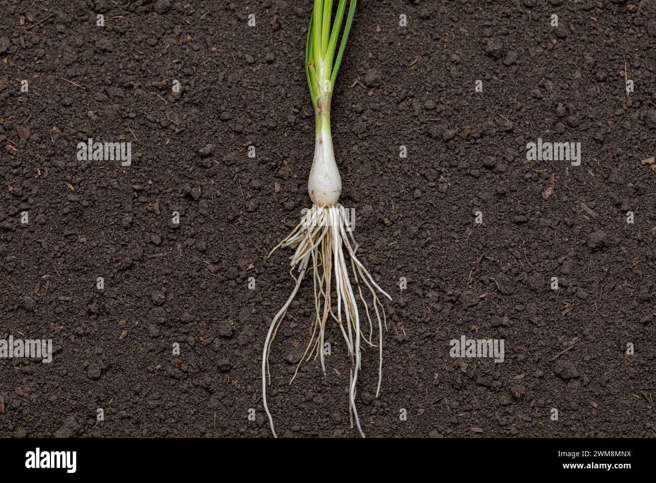 Zwiebeltransplantation mit Wurzelsystem, bereit für Frühjahrspflanzen. Gartenbau, Bio-Produkte und Hausgartenkonzept. Stockfoto