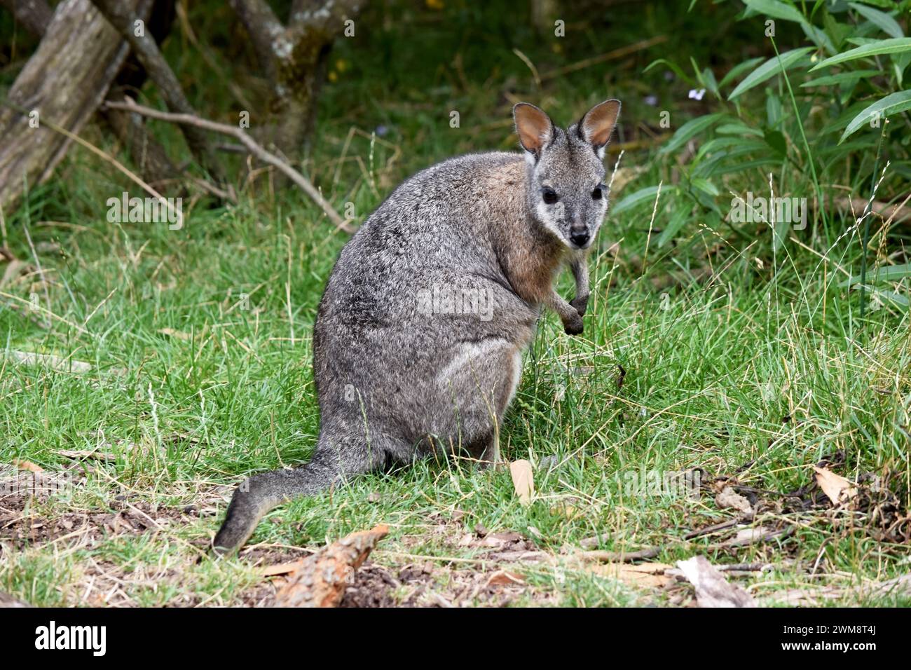 Das Tammar-Wallaby hat dunkel graue Oberteile mit einer helleren Unterseite und ruhelfarbenen Seiten und Gliedmaßen. Stockfoto