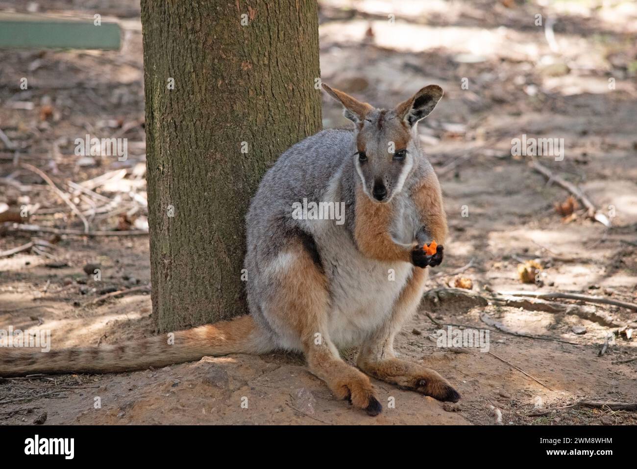 Das Gelbfüßige Rock-Wallaby hat eine helle Farbe mit einem weißen Wangenstreifen und orangen Ohren Stockfoto