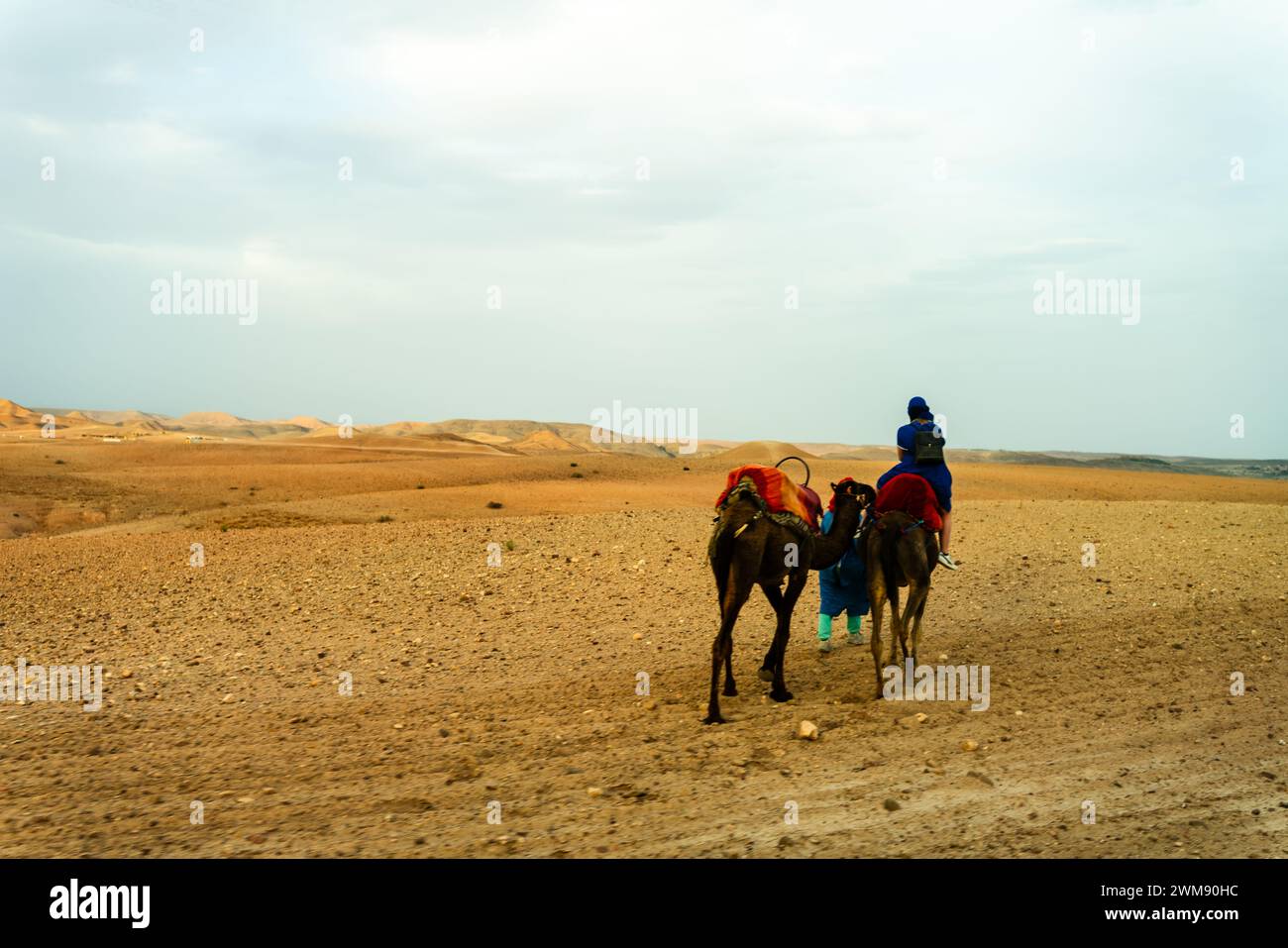 Kamel in der marokkanischen Wüste Stockfoto