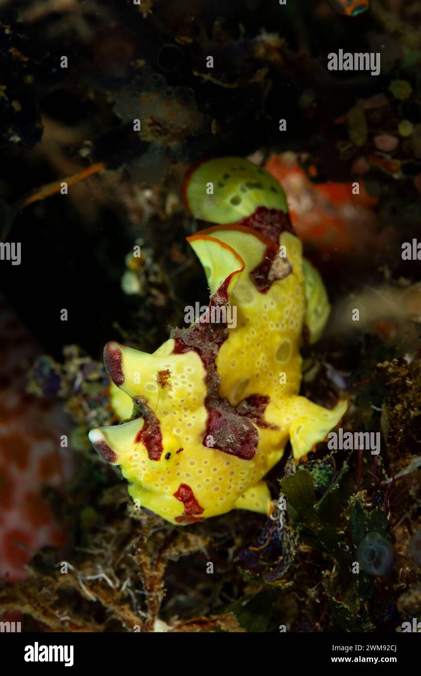 Gelber Anglerfisch, Antennarius multiocellatus, sitzend auf Korallenriff aus nächster Nähe Makroansicht Stockfoto