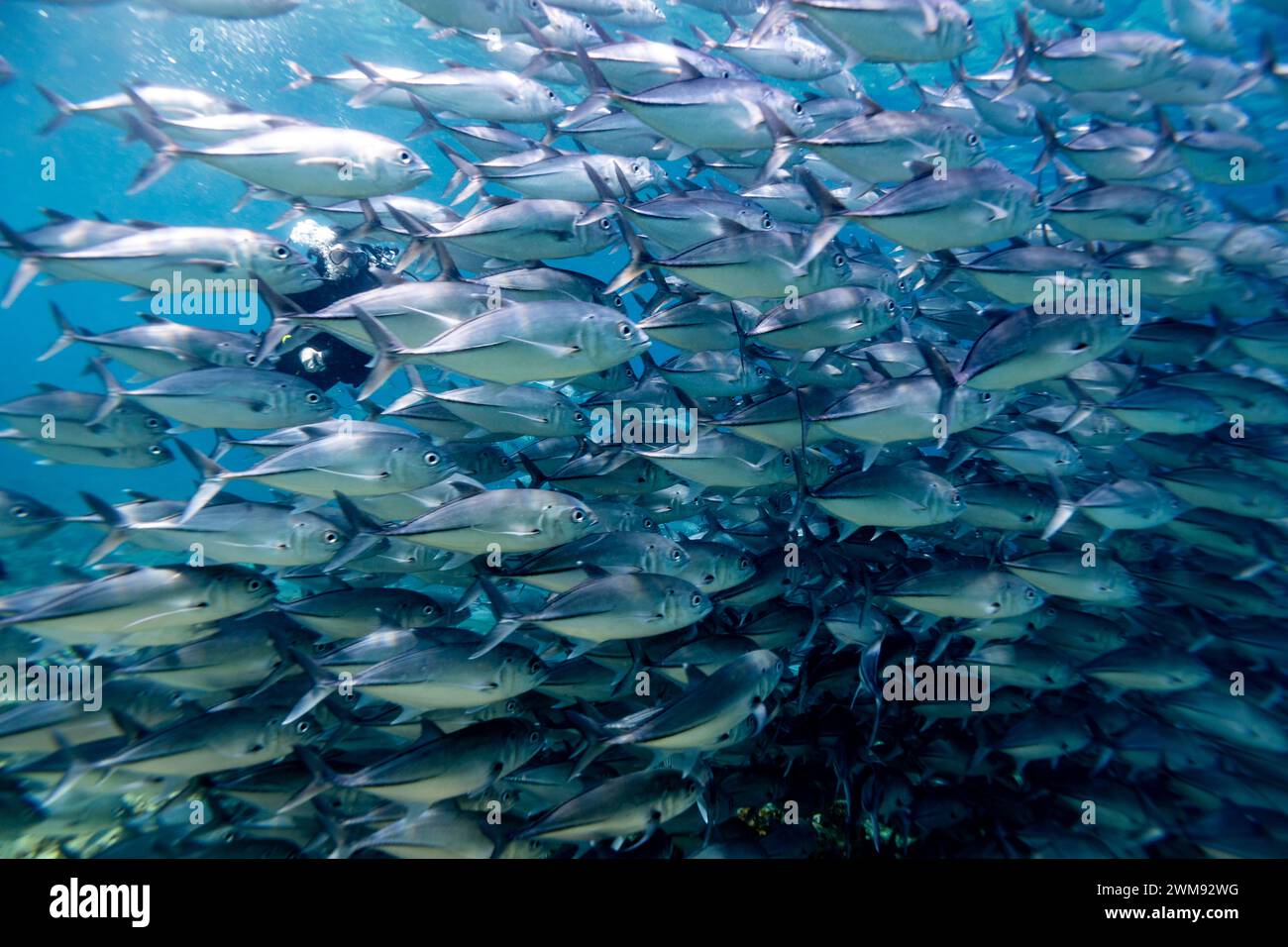 Taucher verlaufen sich in einer großen Schule von silbernen Jackfischen am Rande eines tropischen Korallenriffs Stockfoto