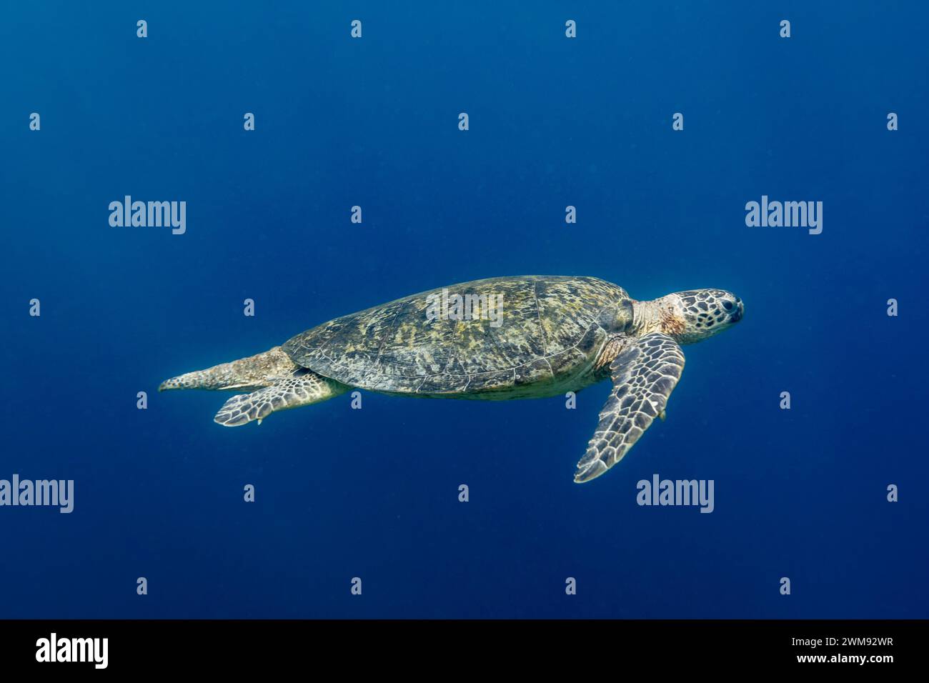 Grüne Meeresschildkröte, Chelonia mydas, schwimmen in blauen tropischen Gewässern Stockfoto