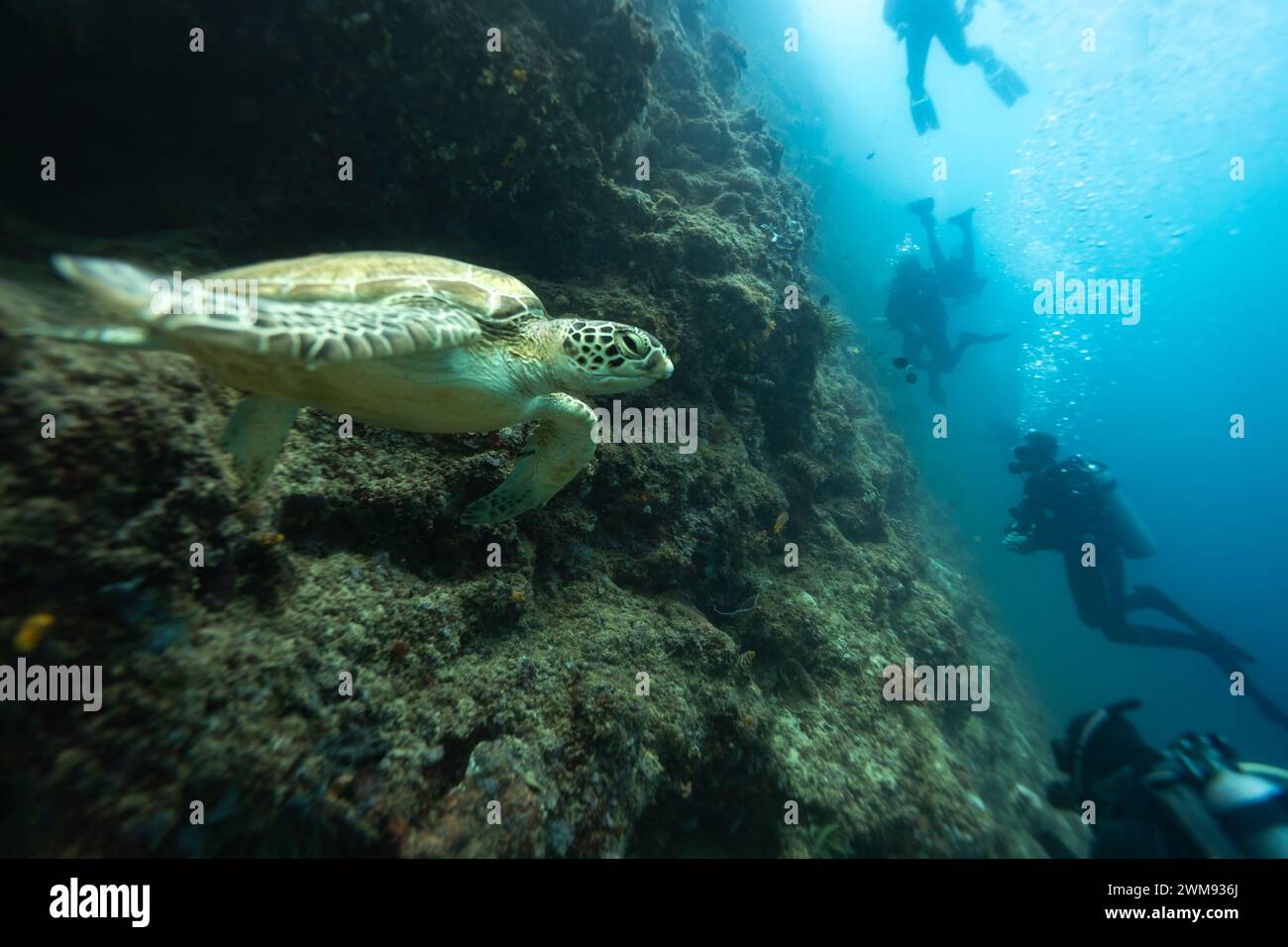 Grüne Meeresschildkröten, Chelonia Mydas, schwimmen entlang eines tropischen Korallenriffs mit Tauchern im Hintergrund Stockfoto