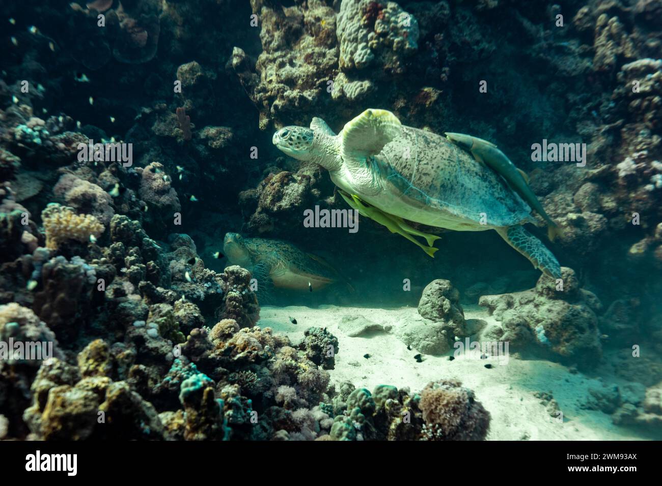 2 grüne Meeresschildkröten, Chelonia mydas, kämpfen um einen Platz, um in der Spalte eines tropischen Korallenriffs zu schlafen Stockfoto