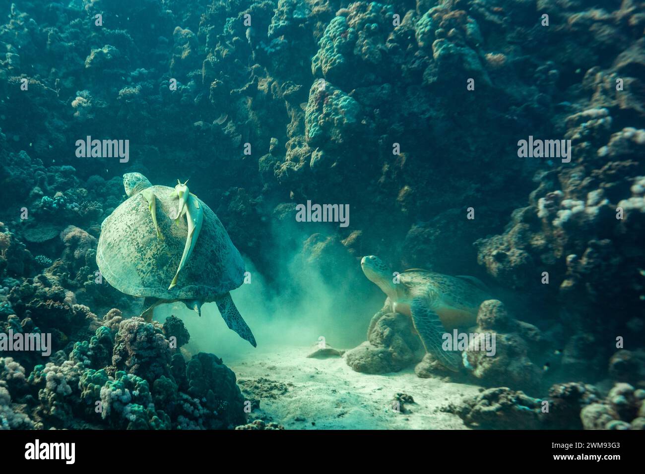 2 grüne Meeresschildkröten, Chelonia mydas, kämpfen um einen Platz, um in der Spalte eines tropischen Korallenriffs zu schlafen Stockfoto