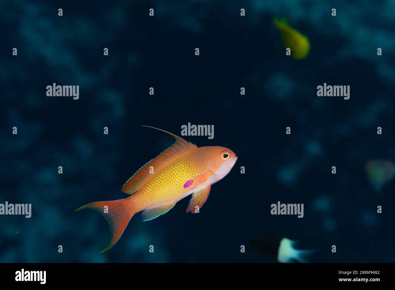 Winziger orangener männlicher Lyretail Anthias-Fisch, Pseudanthias squamipinnis, schwimmt über Hartkorallen Stockfoto