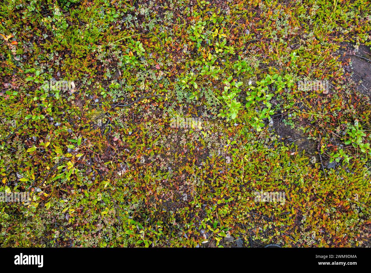 Muster, die von einer Vielzahl kleiner, bodendeckender Tundra-Pflanzen und moses geschaffen wurden. Die Farben sind durch Regen lebendig. Stockfoto