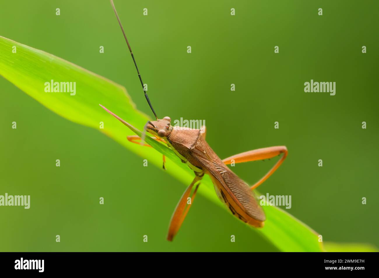 Leptocorisa Oratorius Fabricius, der auf Reisblättern thront, ist ein großer Schädling von Reispflanzen Stockfoto