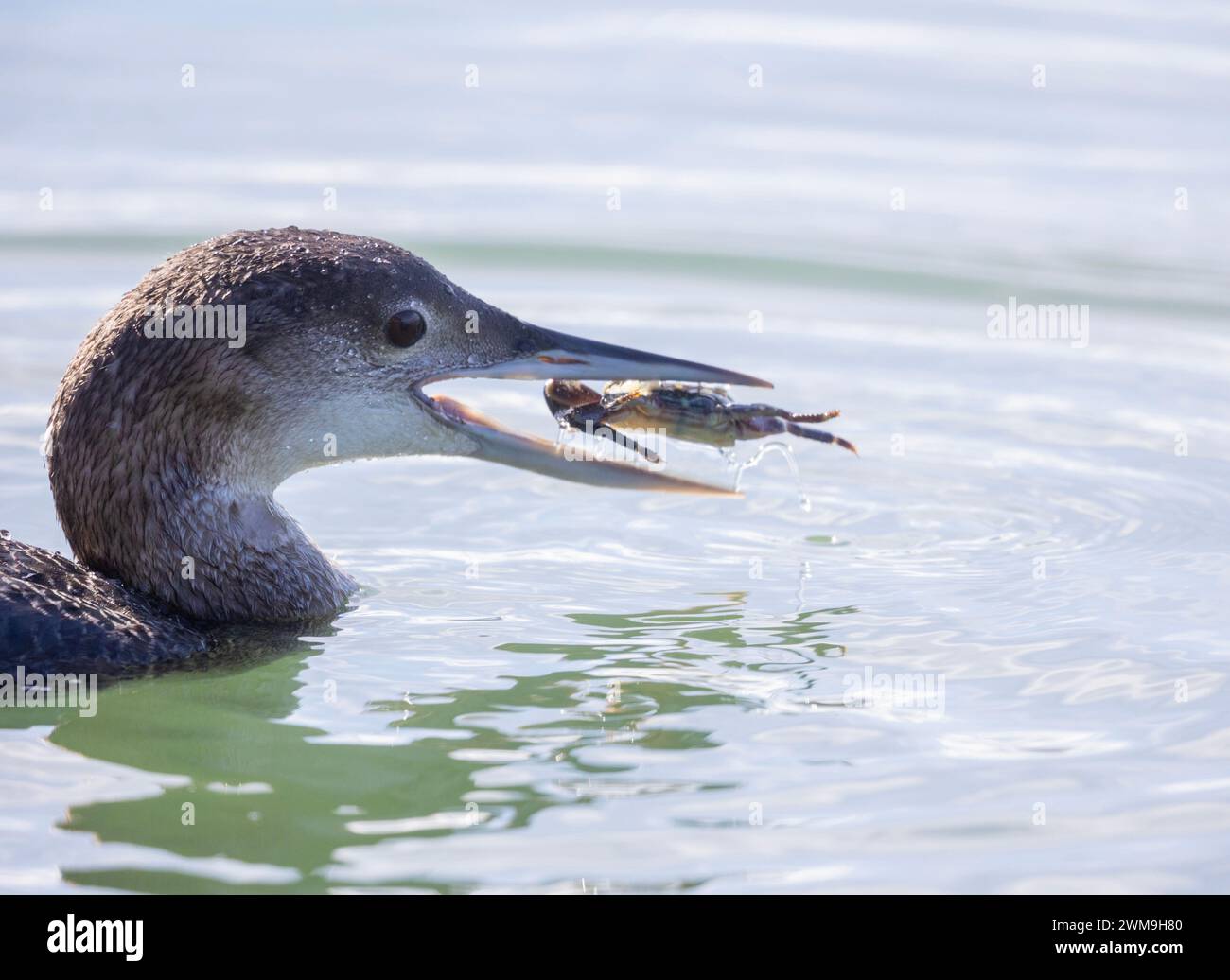 Loon Isst Krabben-Großaufnahme Stockfoto