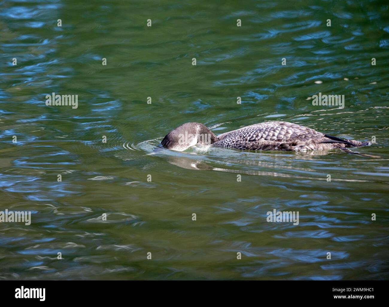 Gewöhnliches Loon Peering für Peering for Beute Stockfoto