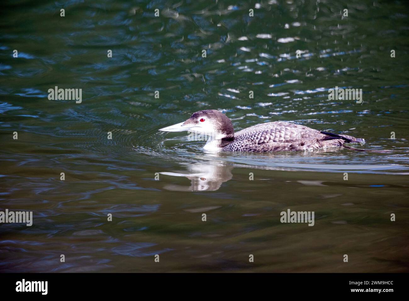 Gemeinsamen Loon Stockfoto
