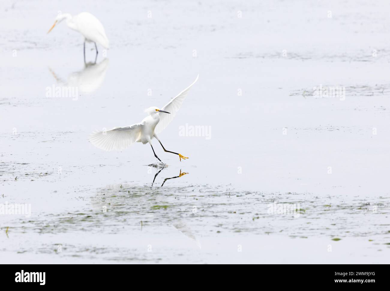 Schneebedeckte Egret Landung Im Wasser Stockfoto