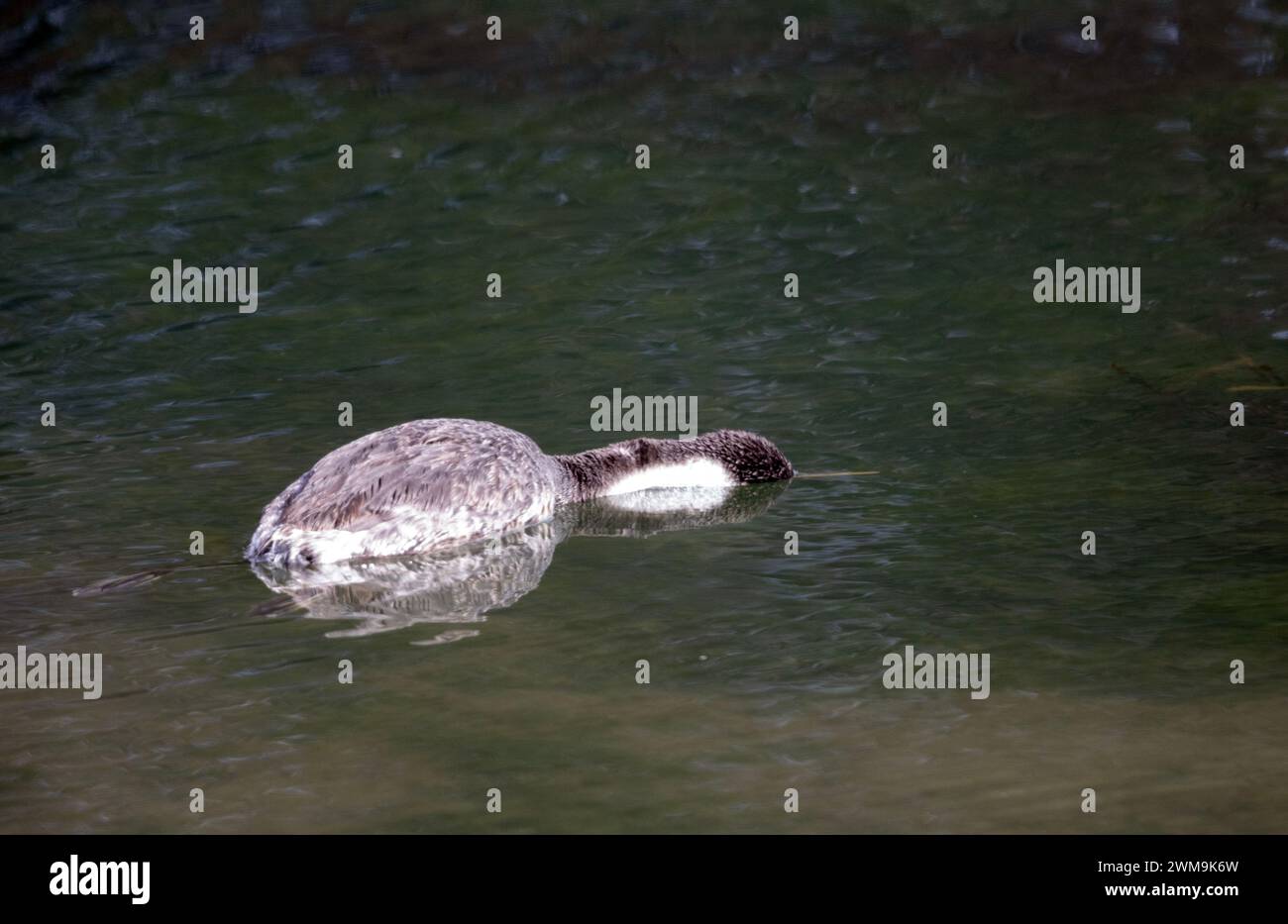 Western Grebe schwimmt tot im Wasser Stockfoto