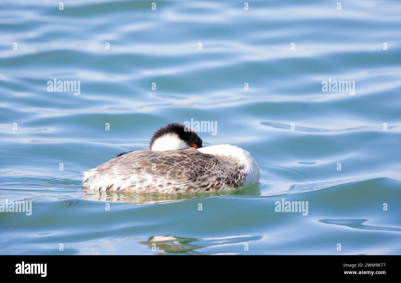 West Grebe ruht im Wasser Stockfoto