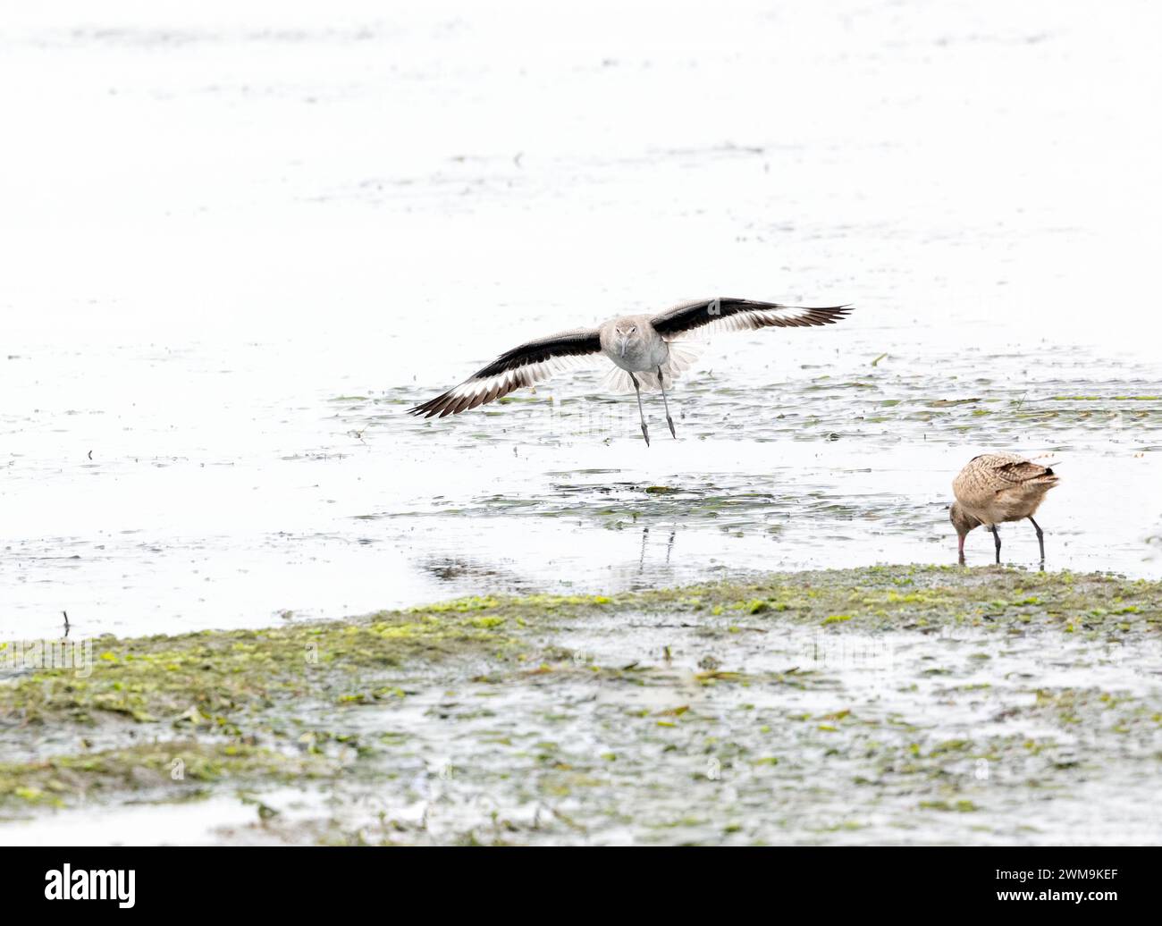 Willet Landing Wings Extended Stockfoto