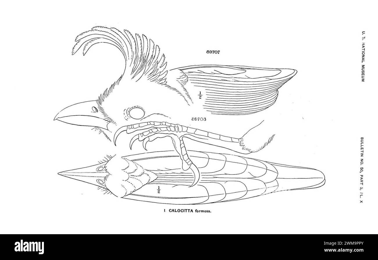 Vögel Nord- und mittelamerikas Teil III Platte X. Stockfoto