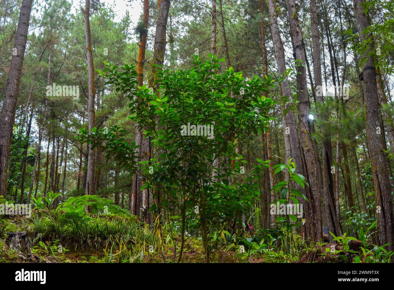 Tropische Pflanzen aus Indonesien. Gärten in Indonesien. Stockfoto