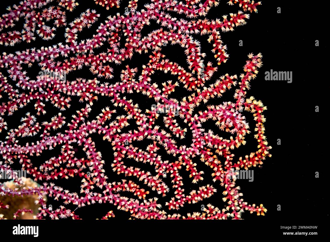 Makrodetails aus nächster Nähe mit einem komplexen roten Muster lebender verzweigter Korallen auf einem tropischen Korallenriff Stockfoto