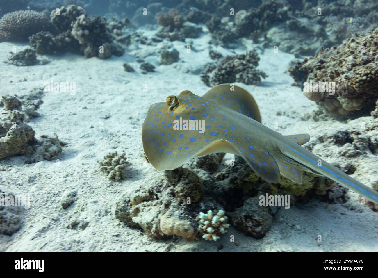 Pazifischer Blautopf Stachelrochen, Taeniura Lymma, skittern über den weißen Sand eines tropischen Riffs Stockfoto