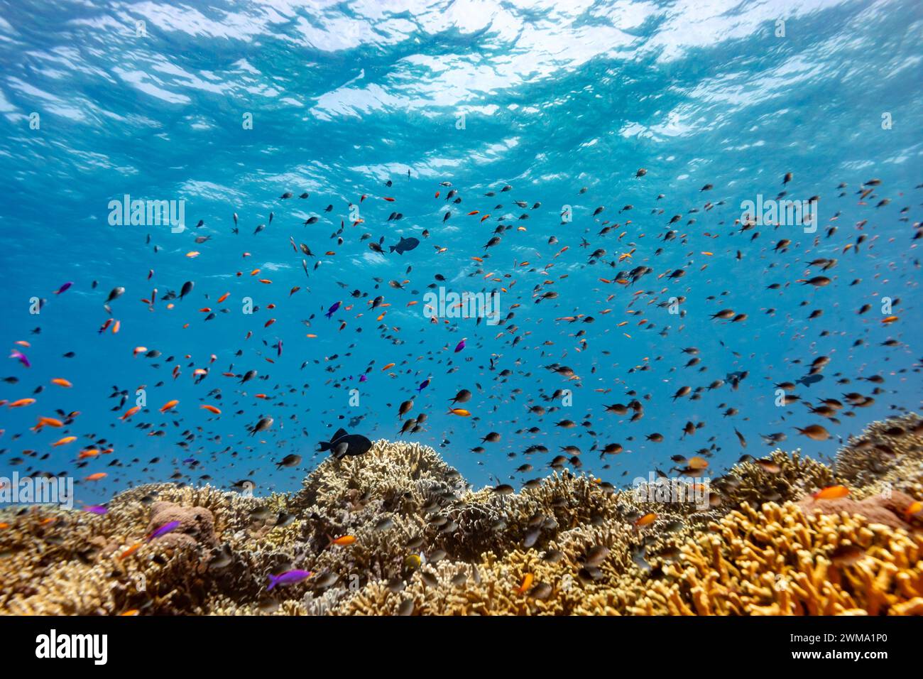 Wolke aus winzigen Fischen und Anthias schwimmen über harten Korallenriffen Stockfoto