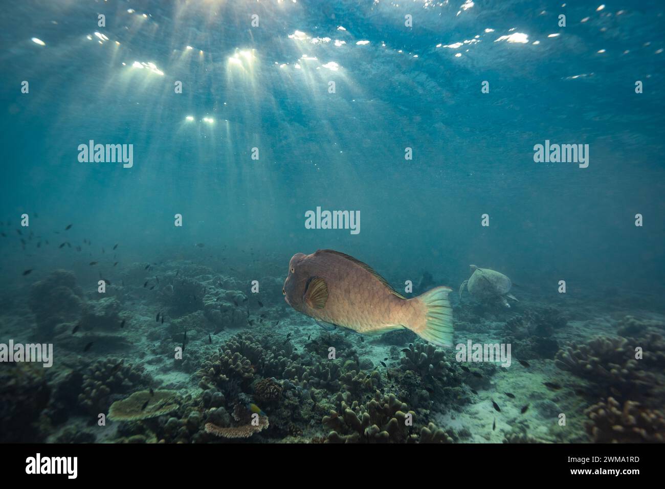 Riesige Papageienfische schwimmen durch die Sonnenstrahlen am frühen Morgen in klarem blauem Wasser auf einem tropischen Korallenriff Stockfoto