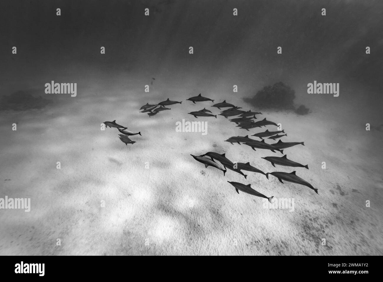 Pod mit gewöhnlichen Großen Delfinen, Tursiops Truncatu, Schwimmen und Spielen in klaren blauen tropischen Gewässern Stockfoto