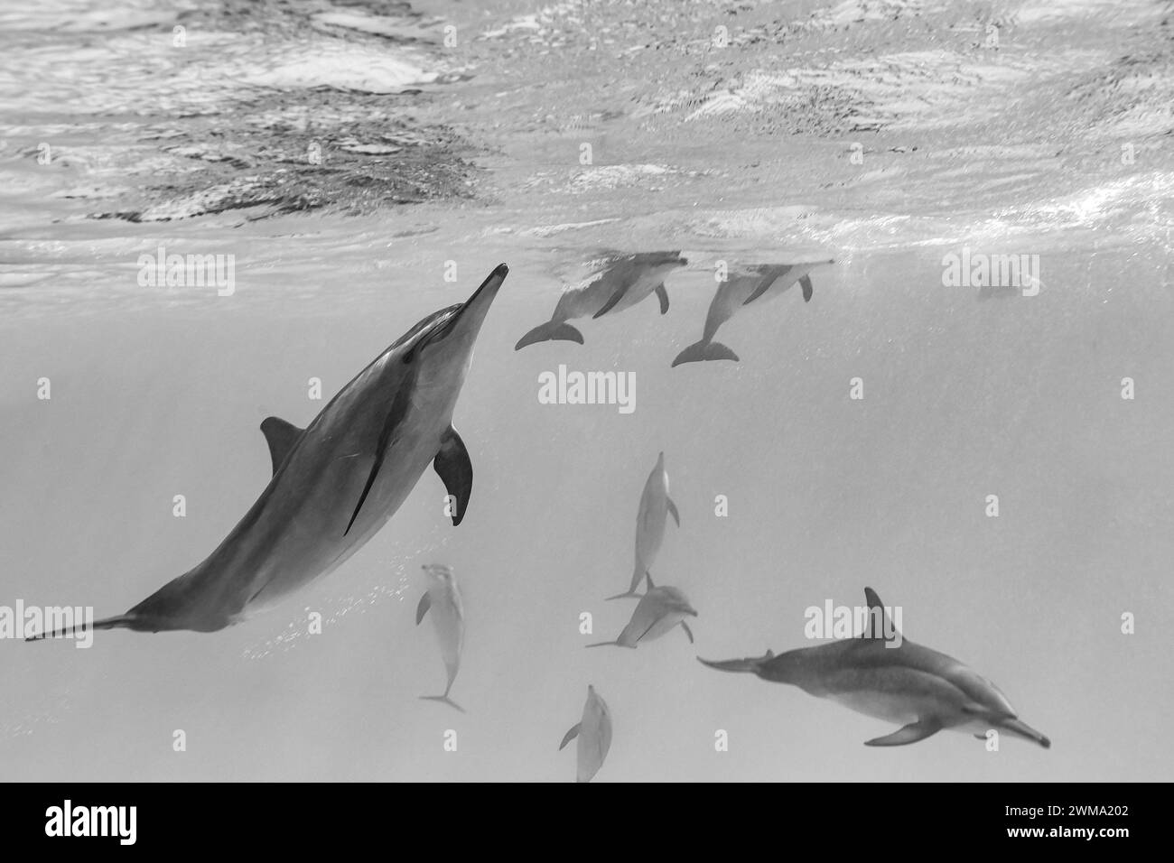 Pod mit gewöhnlichen Großen Delfinen, Tursiops Truncatu, Schwimmen und Spielen in klaren blauen tropischen Gewässern Stockfoto