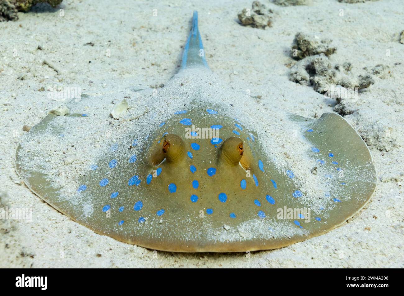 Der pazifische Blautopf-Stachelrochen, Taeniura Lymma, begräbt sich und versteckt sich im weißen Sand eines tropischen Riffs Stockfoto