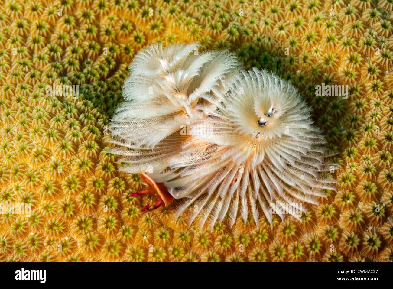 Nahaufnahme der delikaten Darstellungen von Weihnachtsbaumwurm, Spirobranchus giganteus, Ausstellung auf Korallenriff Stockfoto