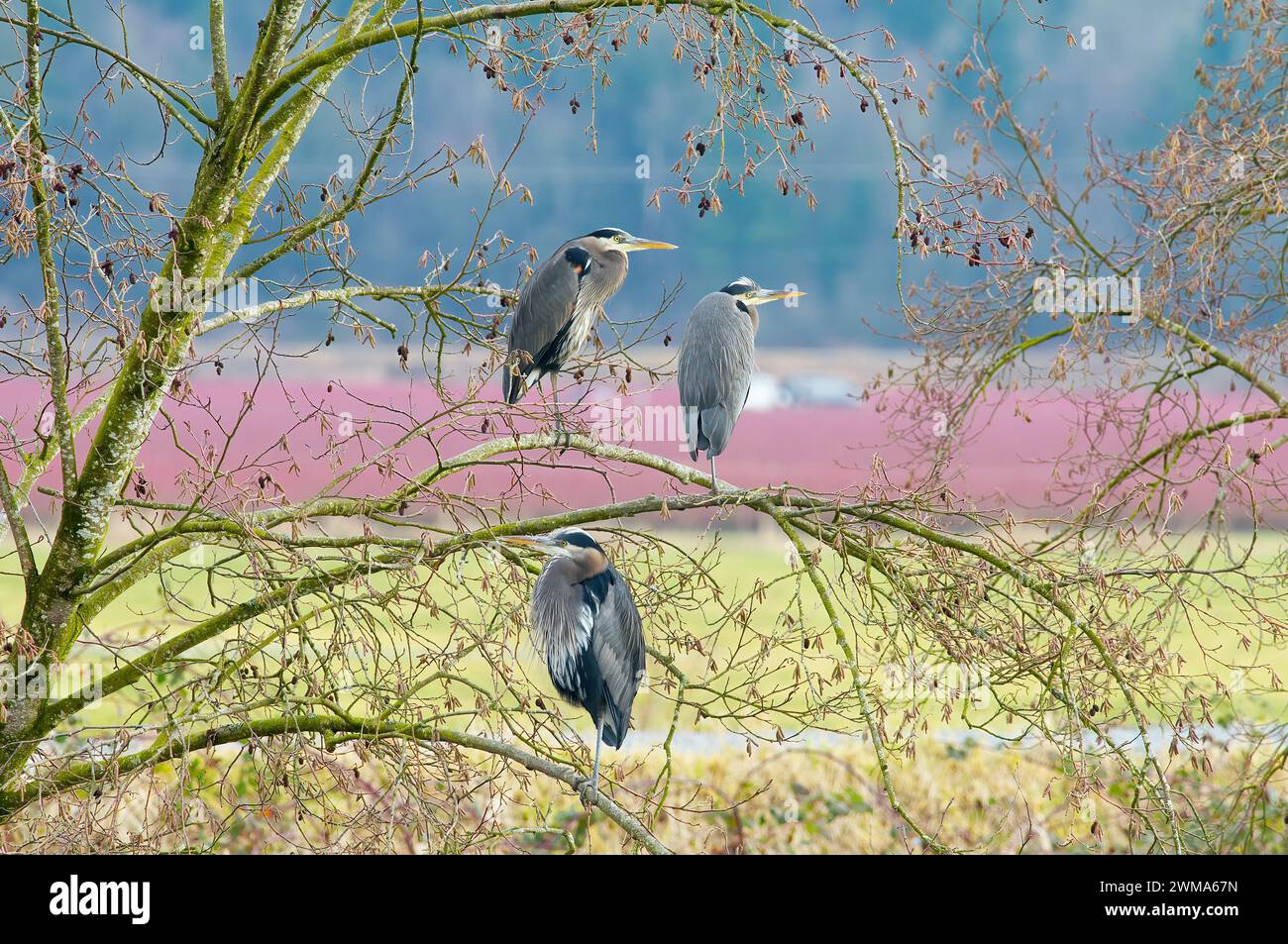 Großer Blaureiher (Ardea herodias) - drei Blaureiher auf einem Baum mit Preiselbeerfeldern in der Ferne - Pitt Meadows, B.C., Kanada. Stockfoto